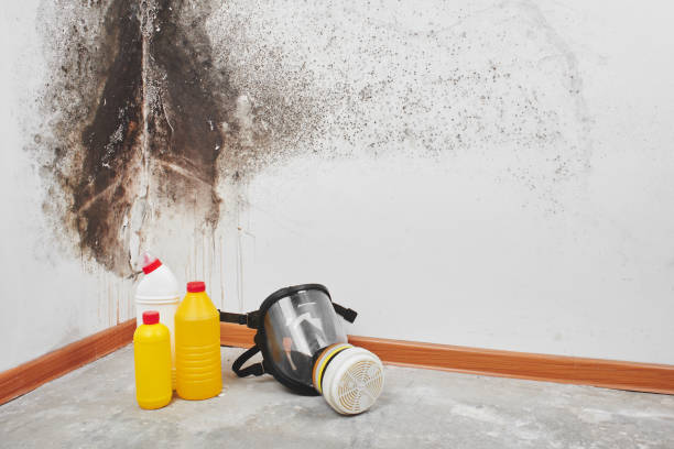 Best Attic Mold Removal  in Windber, PA