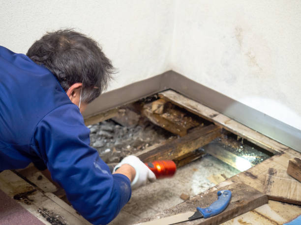Best Professional Mold Removal  in Windber, PA