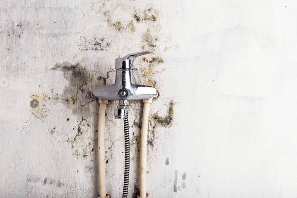 Best Residential Mold Removal  in Windber, PA