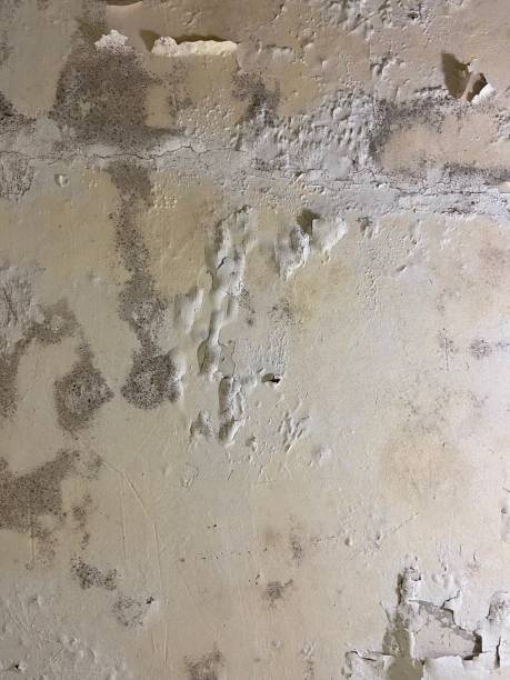 Best Mold Remediation  in Windber, PA