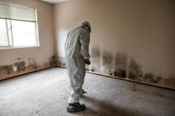 Office Mold Removal Services in Windber, PA